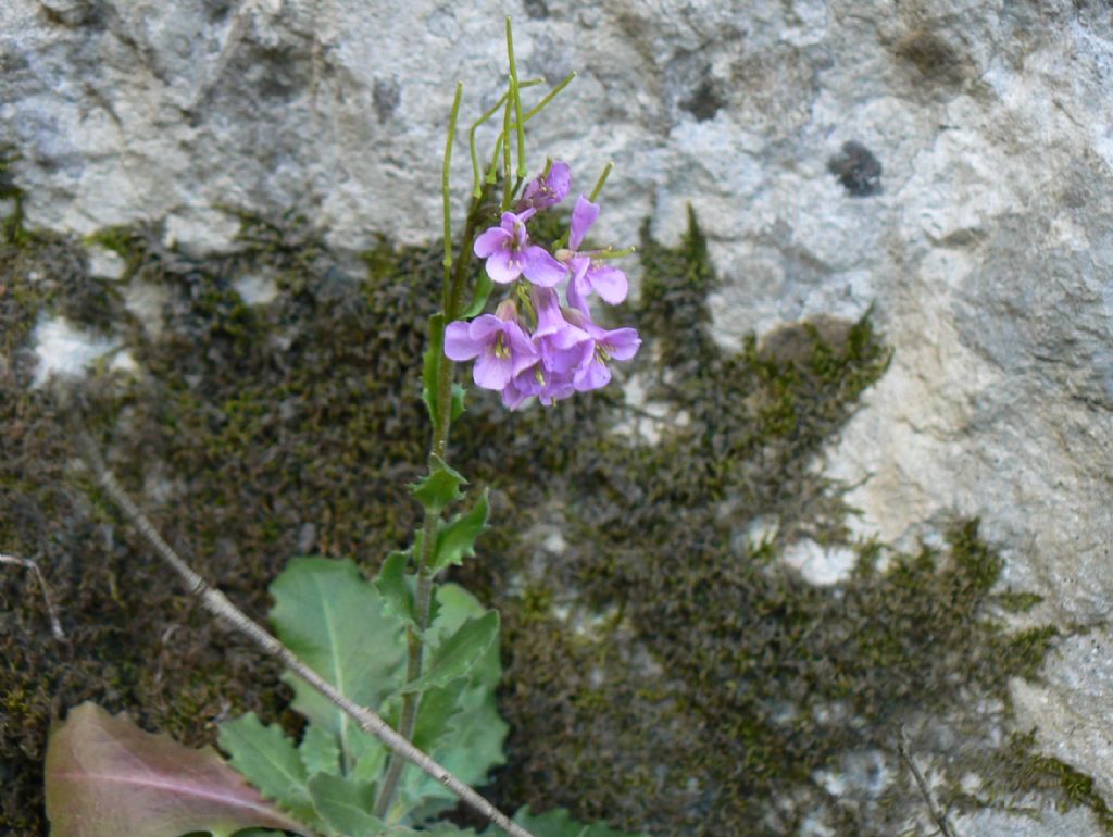 Arabis collina subsp. rosea / Arabetta rosea